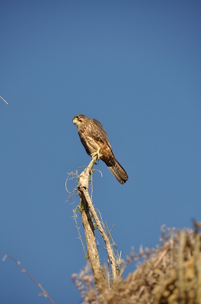 Female Falcon at Yealands Estate